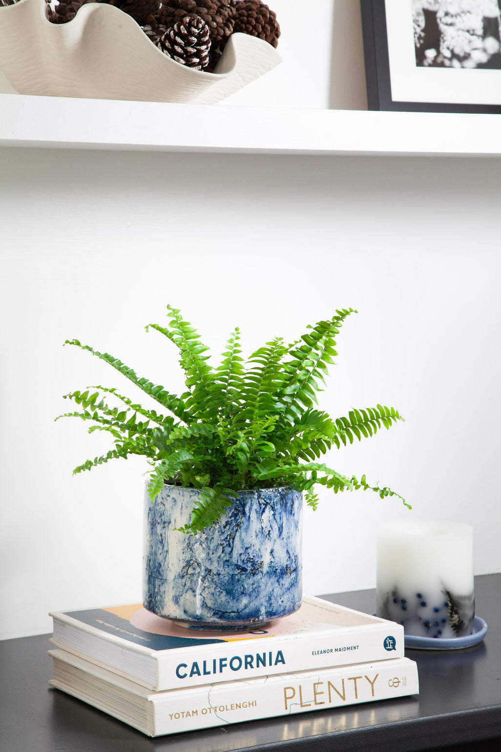 files/IndoorPlants-LeighShots16.11.2023-046.jpg